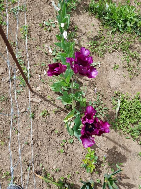  - Din grădina si alte floricele