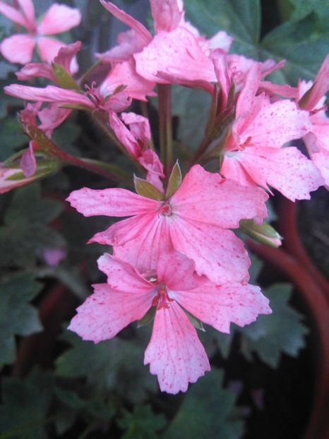 Ainsbrook Pluto - A-Flori 2018