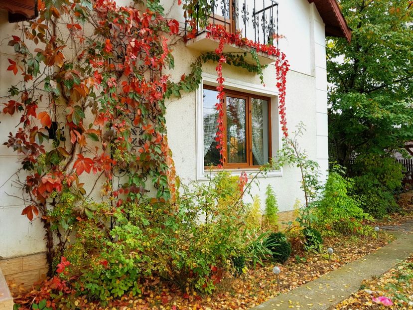 22oct2018 - Z_FAVORITELE gradinii mele