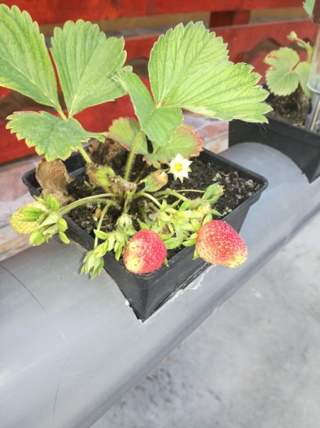  - Inventie 2018 CAPSUNI LA TUB