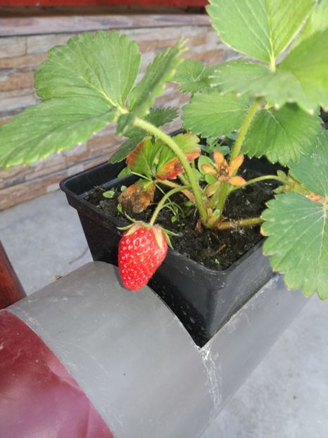  - Inventie 2018 CAPSUNI LA TUB