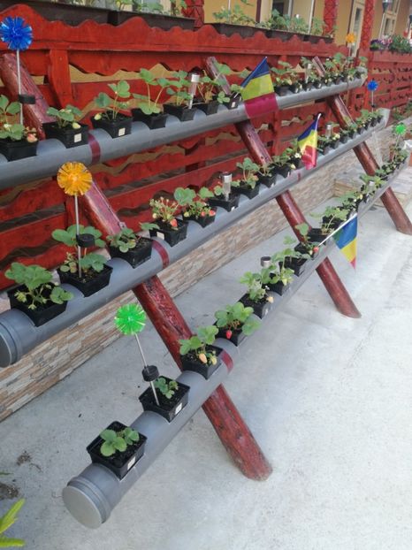  - Inventie 2018 CAPSUNI LA TUB