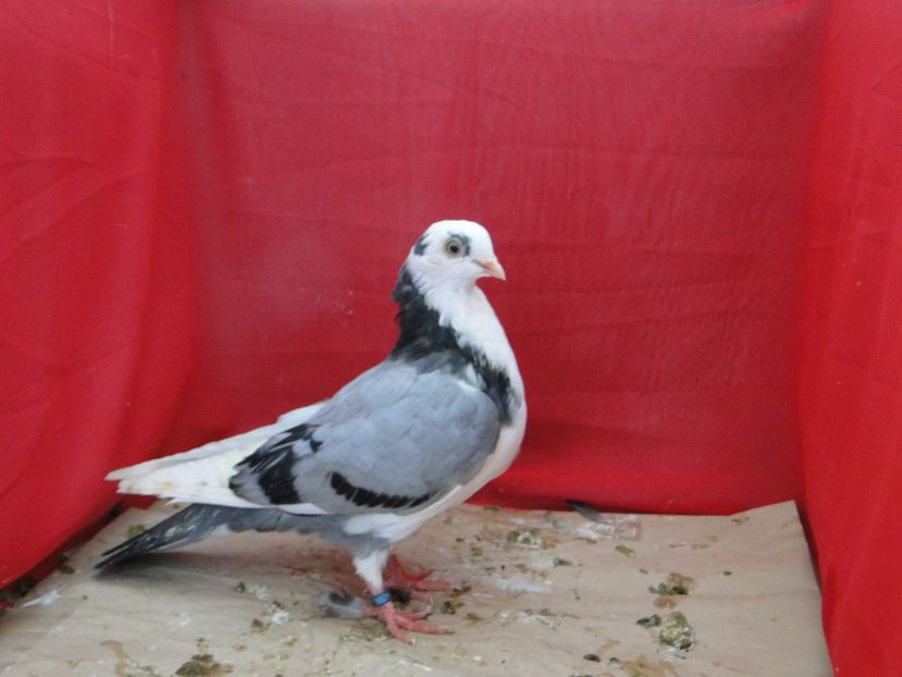  - porumbei care mi-au apartinut