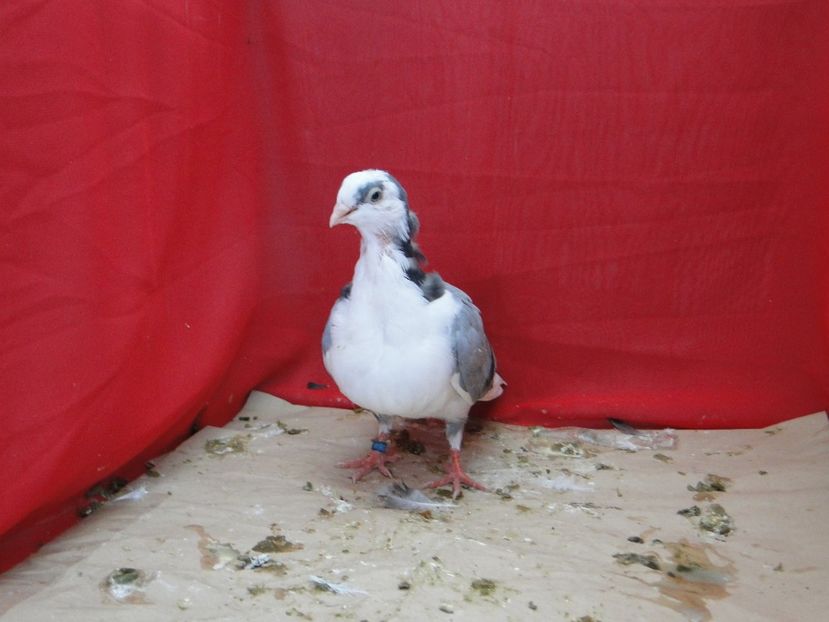  - porumbei care mi-au apartinut