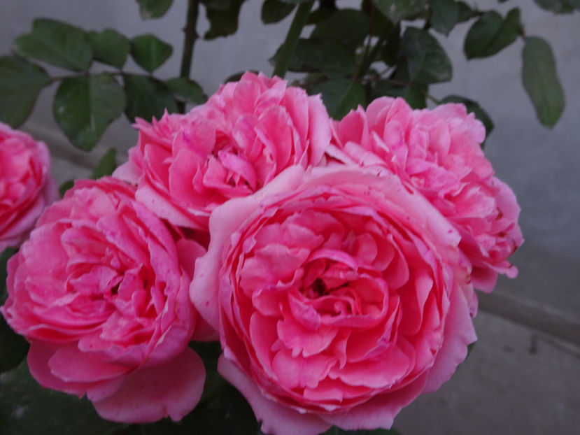 Kimono - SFARSIT DE OCTOMBRIE