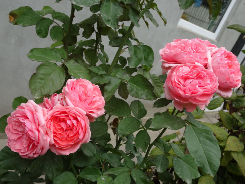 Kimono - SFARSIT DE OCTOMBRIE