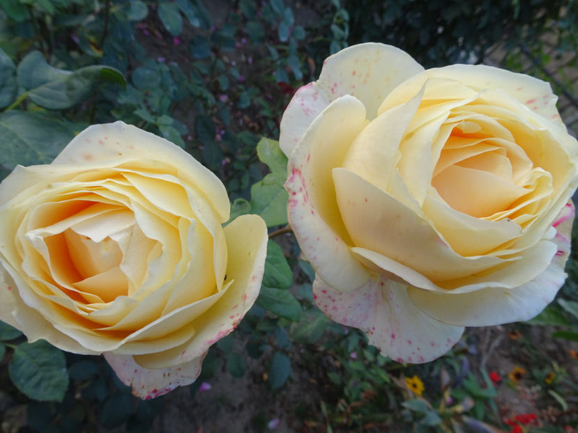 Candelight - SFARSIT DE OCTOMBRIE