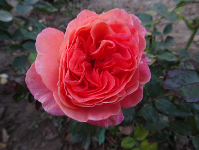 La Palma - SFARSIT DE OCTOMBRIE