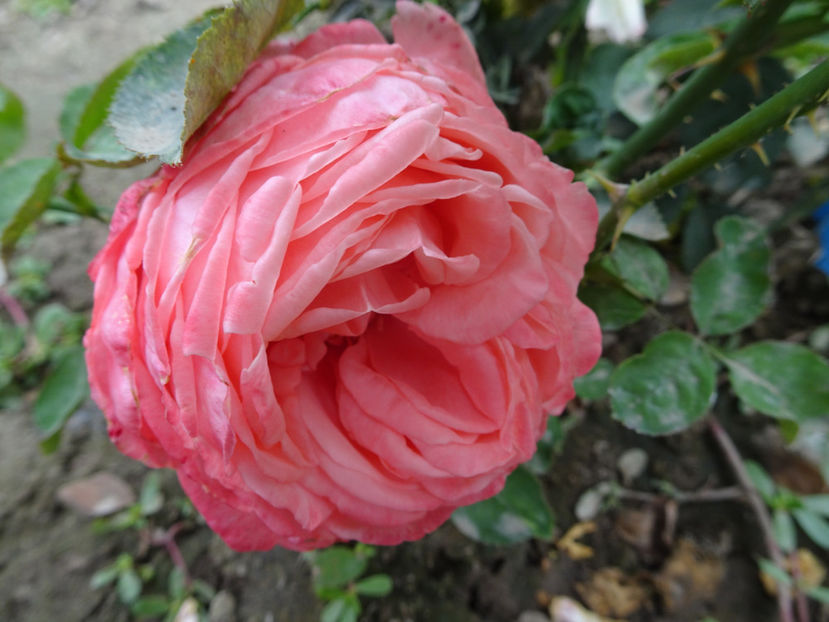 Charlotte de Turckheim - SFARSIT DE OCTOMBRIE