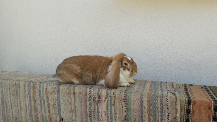  - 3 femela galben mantulat