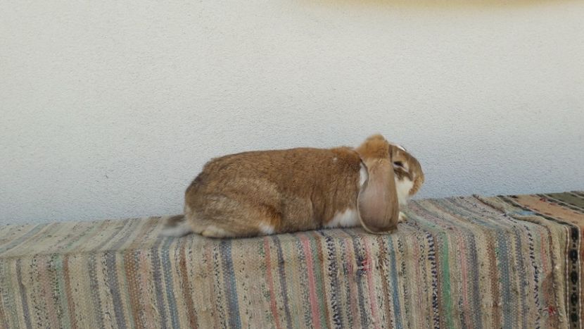  - 3 femela galben mantulat