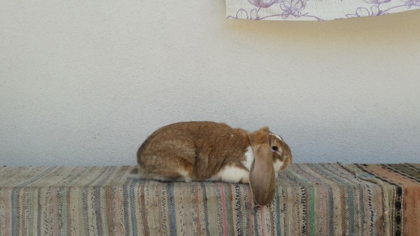  - 3 femela galben mantulat