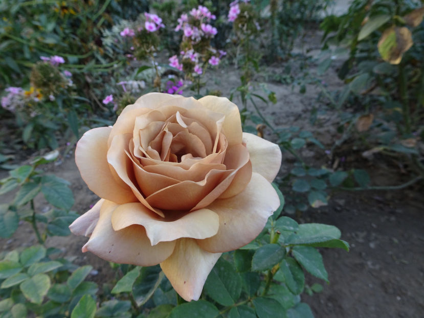 Mokarosa - SFARSIT DE OCTOMBRIE