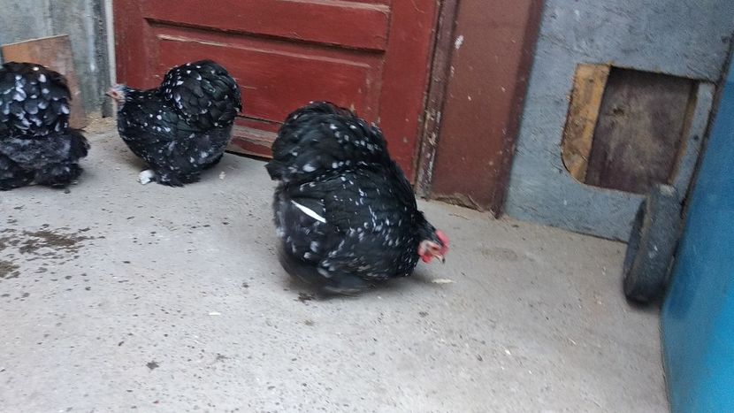  - Cochinchina pitic bobat 2019