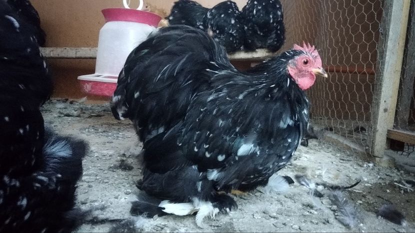  - Cochinchina pitic bobat 2019