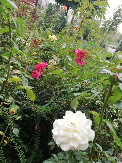  - Uetersener klosterrose- urcator