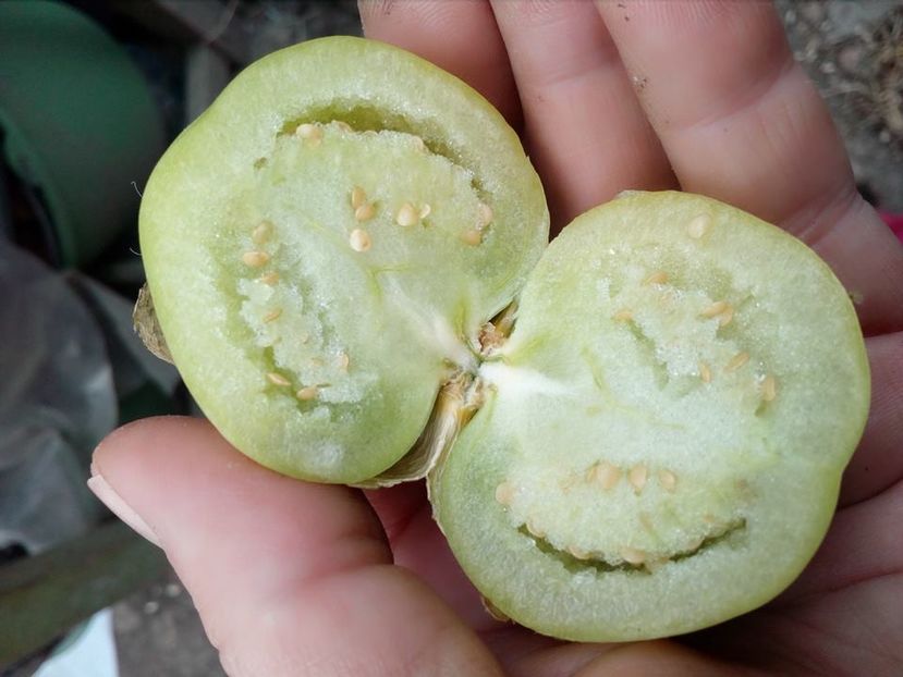  - SEMINTE TOMATILLO - GREEN APPLE