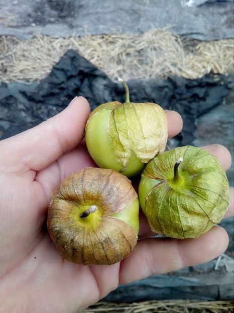  - SEMINTE TOMATILLO - GREEN APPLE