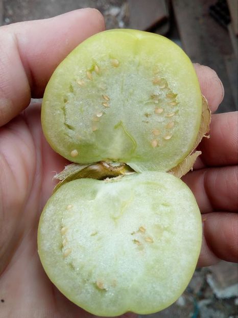  - SEMINTE TOMATILLO - GREEN APPLE