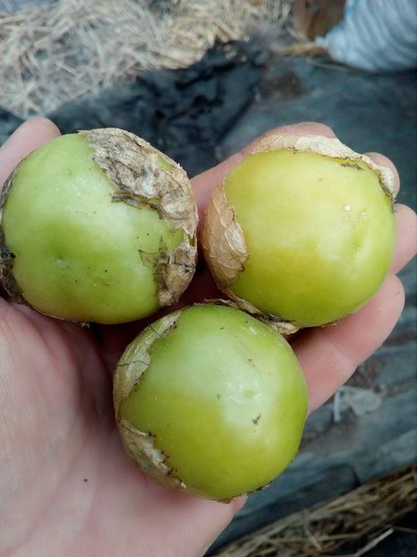  - SEMINTE TOMATILLO - GREEN APPLE