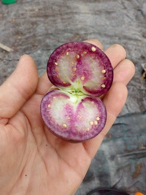  - SEMINTE TOMATILLO VIOLET - PERPLE DE MILPA