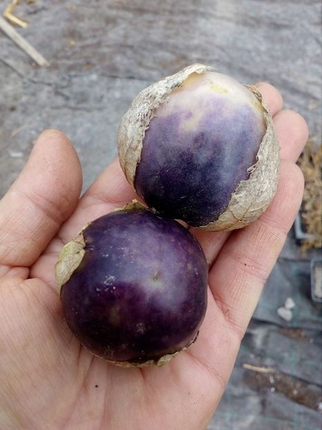  - SEMINTE TOMATILLO VIOLET - PERPLE DE MILPA