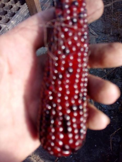  - SEMINTE PORUMB - 22