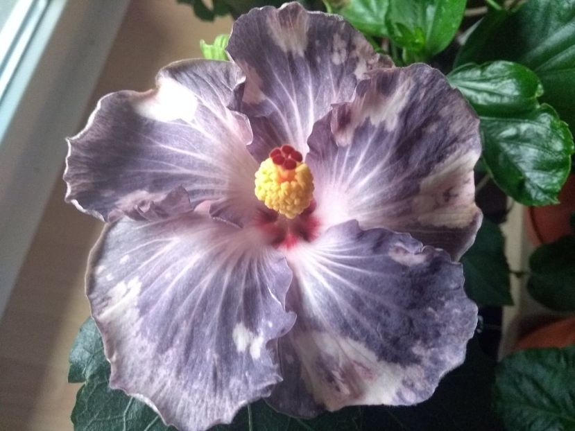  - Snow on the Mountain