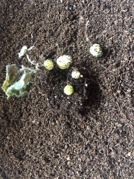 Cherry Flow—dintr-o frunză - Din frunze