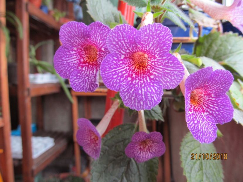  - ACHIMENES 2020 - VANZARI HIBRIZI