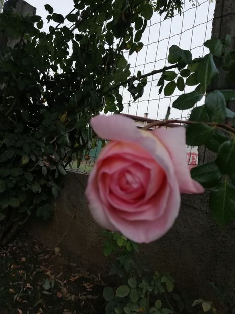  - Abraham Darby