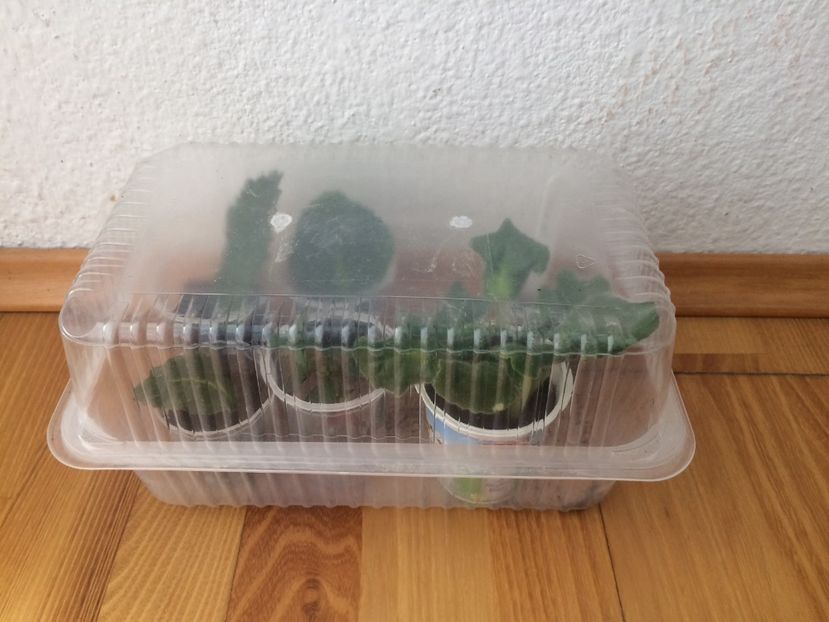 Mini sera - Din frunze