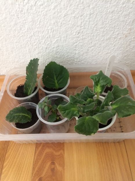 Fără capac ;) - Din frunze