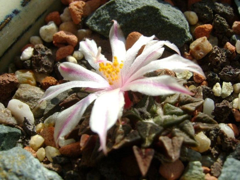Ariocarpus kotschoubeyanus v. albiflorus - Cactusi 2018 continuare