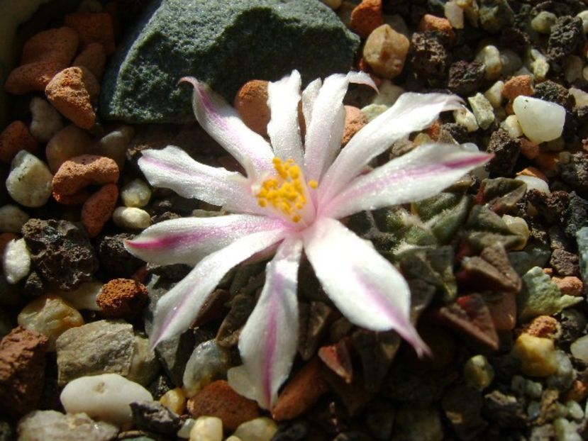 Ariocarpus kotschoubeyanus v. albiflorus - Cactusi 2018 continuare