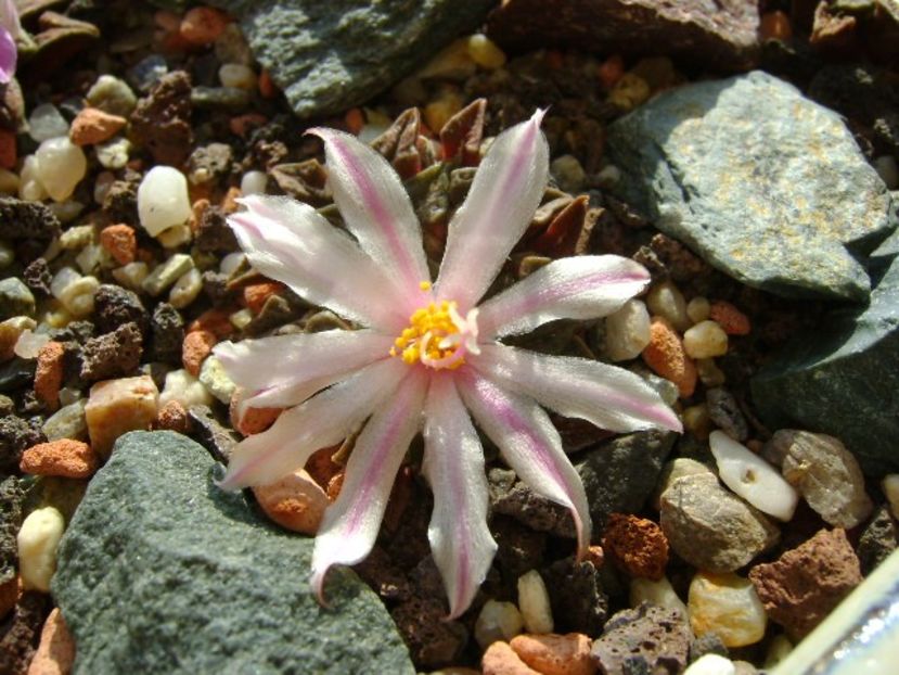 Ariocarpus kotschoubeyanus v. albiflorus - Cactusi 2018 continuare