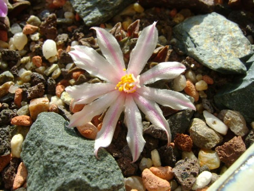 Ariocarpus kotschoubeyanus v. albiflorus - Cactusi 2018 continuare