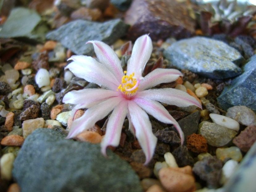 Ariocarpus kotschoubeyanus v. albiflorus - Cactusi 2018 continuare