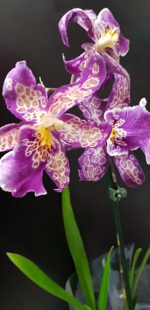 Aliceara Patricia McCully Pacific Matriarch - Orhideele mele 2018