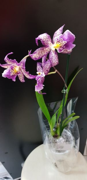 Aliceara Patricia McCully Pacific Matriarch - Orhideele mele 2018