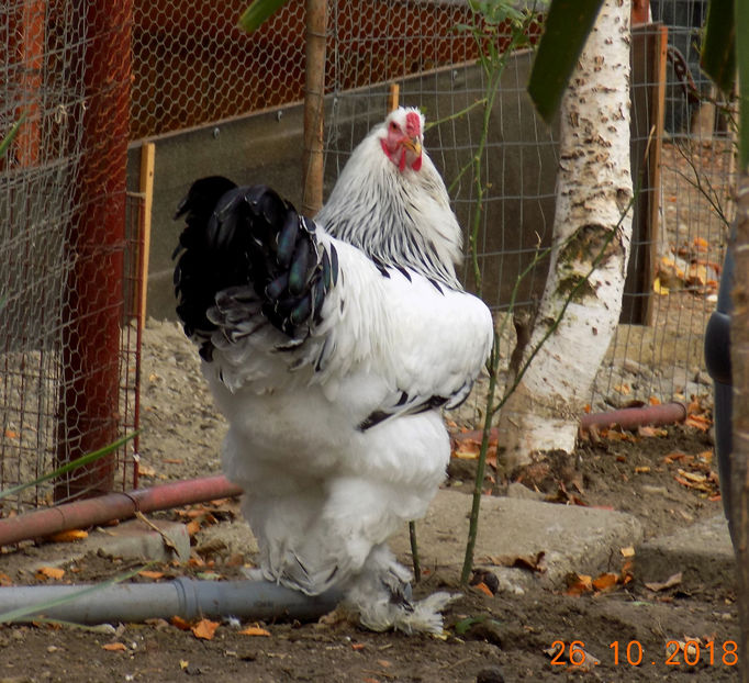  - VIITOR SPERANTE PTR 2019