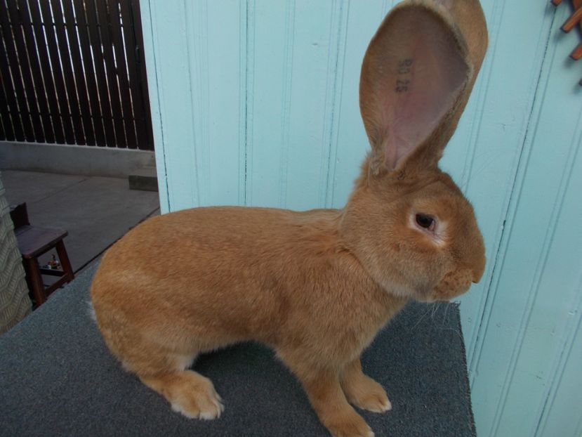 8 luni - NR 3 MASCUL