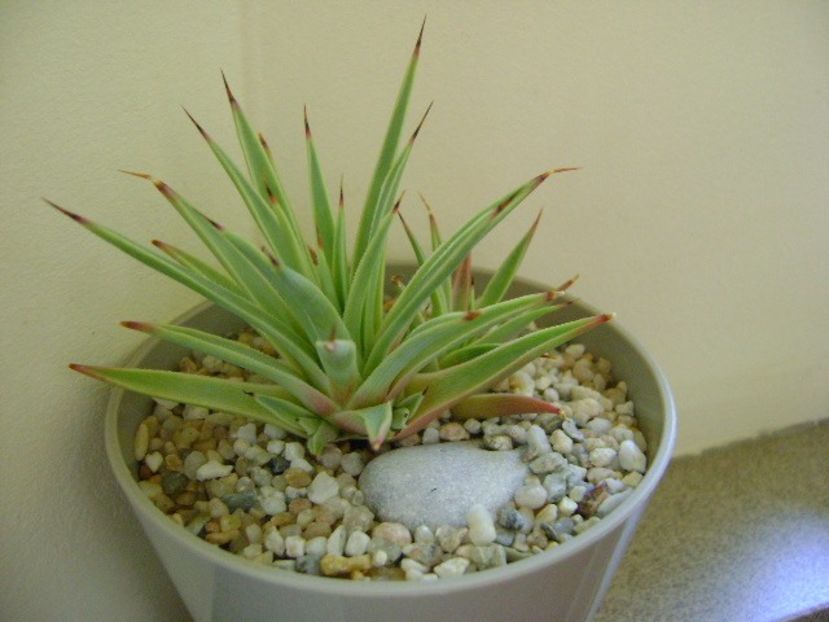 Agave striata nana - Agave si Yucca 2018