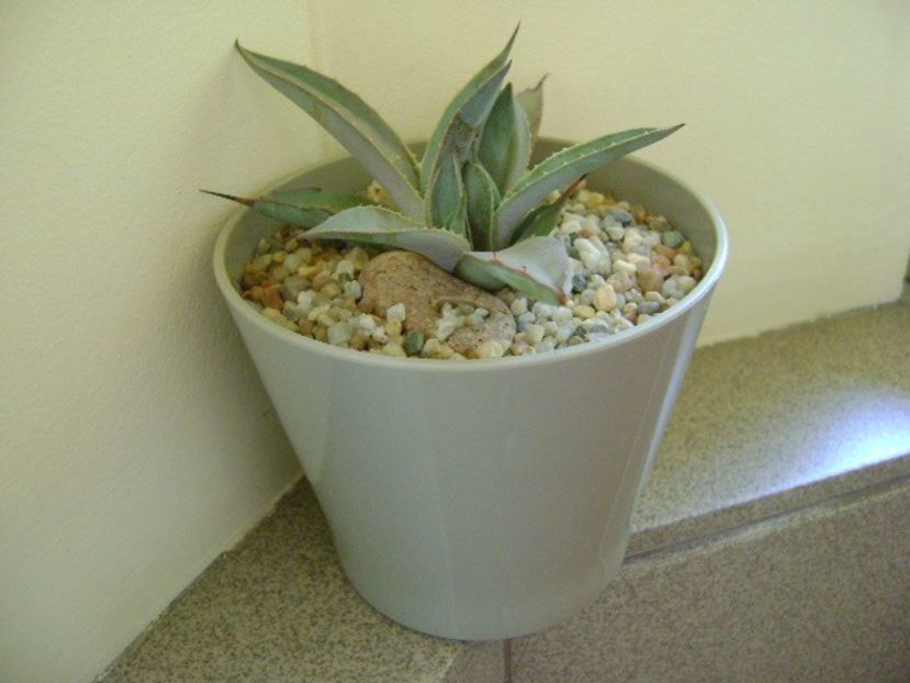 Agave macroacantha - Agave si Yucca 2018