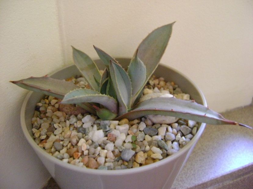 Agave macroacantha - Agave si Yucca 2018
