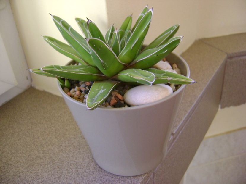 Agave victoria reginae - Agave si Yucca 2018