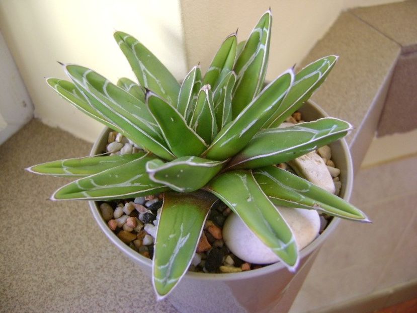 Agave victoria reginae - Agave si Yucca 2018