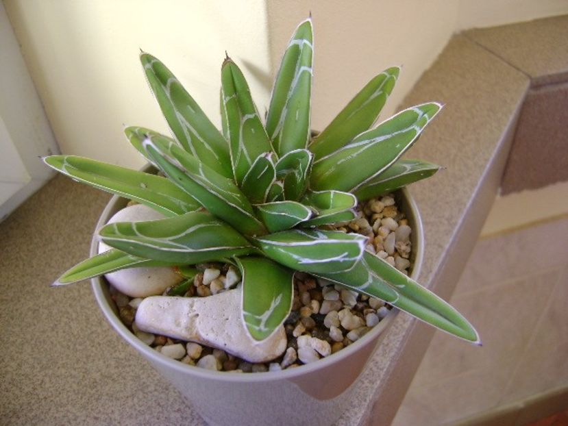 Agave victoria reginae - Agave si Yucca 2018