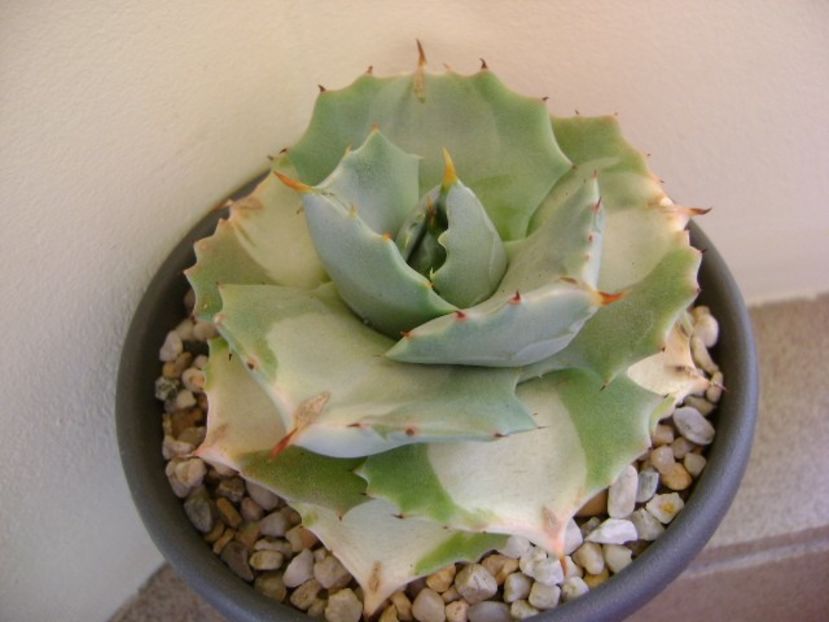 Agave isthmensis cv. Orhi Razin Shirifukurin - Agave si Yucca 2018