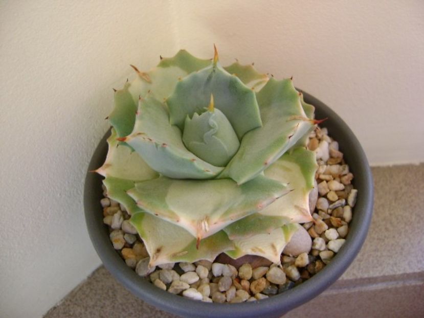 Agave isthmensis cv. Orhi Razin Shirifukurin - Agave si Yucca 2018